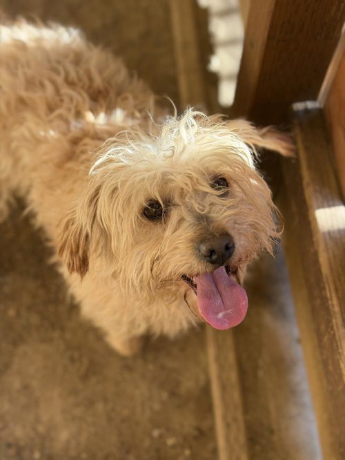 DAVY, an adoptable Maltese in Santa Maria, CA