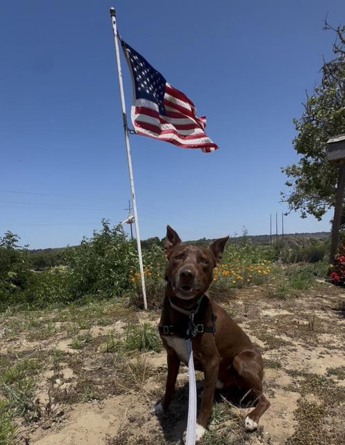 CARLITOS, an adoptable Australian Kelpie in Santa Maria, CA