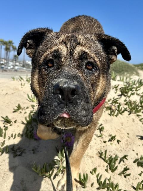 CHOCO, an adoptable German Shepherd Dog in Santa Maria, CA
