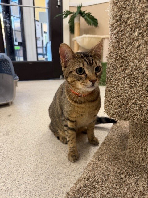 FELIX, Young Domestic Short Hair (medium coat), cat for adoption in Santa Barbara, California