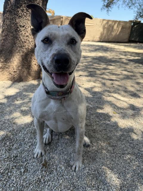 LIZZY, an adoptable Australian Cattle Dog in Santa Maria, CA