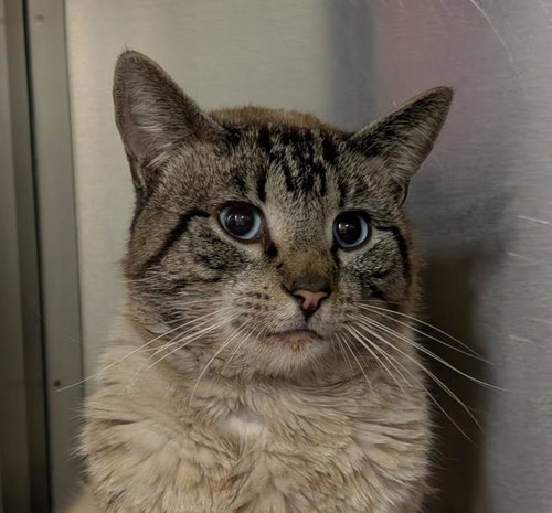 FLIP FLOP, Young Domestic Short Hair / Siamese / Mixed (medium coat), cat for adoption in Santa Barbara, California