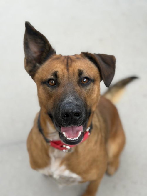 ZACK, an adoptable German Shepherd Dog in Santa Maria, CA
