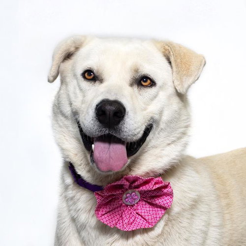 LUNA, an adoptable Labrador Retriever in Santa Maria, CA