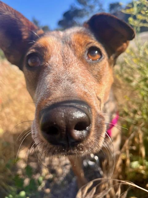 JESSIE, an adoptable Australian Cattle Dog in Santa Maria, CA