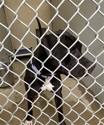 SUSHI, an adoptable Pit Bull Terrier in Santa Maria, CA