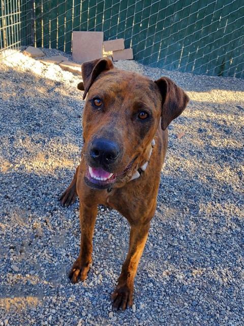 DUKE, an adoptable American Staffordshire Terrier in Santa Maria, CA