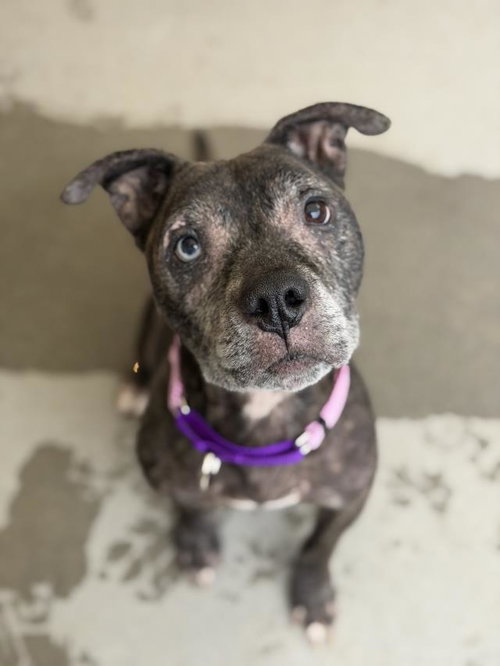CINDERELLA, an adoptable Pit Bull Terrier in Santa Maria, CA