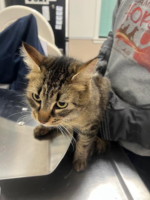 DAISY, an adoptable Domestic Short Hair in Santa Maria, CA
