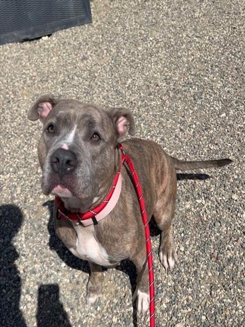 PEACHES, an adoptable Pit Bull Terrier in Santa Maria, CA