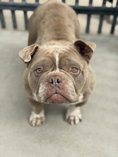 MARTY, an adoptable English Bulldog in Santa Maria, CA