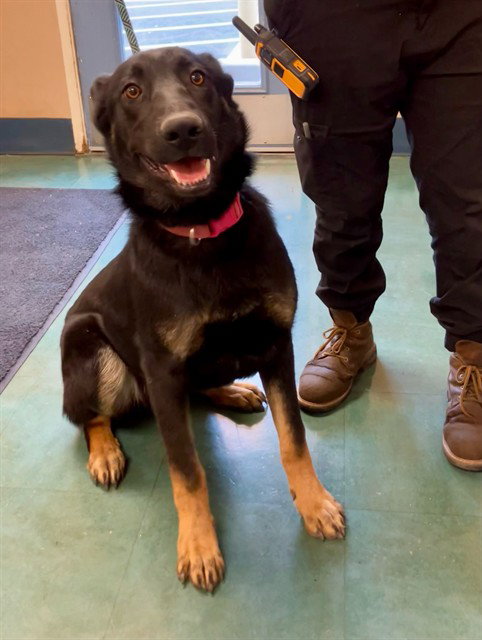LINDY, an adoptable German Shepherd Dog in Santa Maria, CA