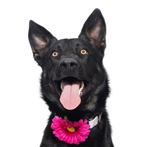 LINDY, an adoptable German Shepherd Dog in Santa Maria, CA