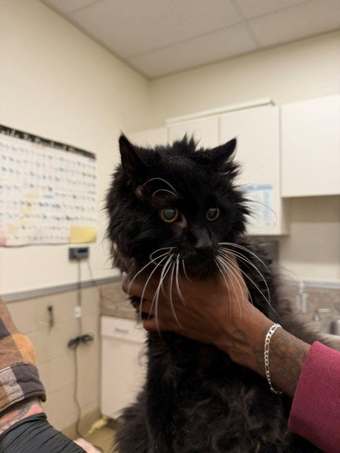 EVERETT, an adoptable Domestic Long Hair in Santa Maria, CA
