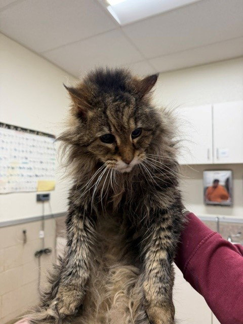ESTHER, an adoptable Domestic Long Hair in Santa Maria, CA