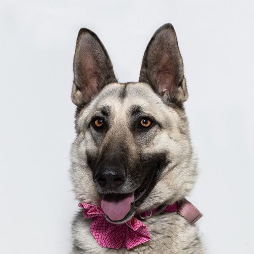 ROXIE, an adoptable German Shepherd Dog in Santa Maria, CA