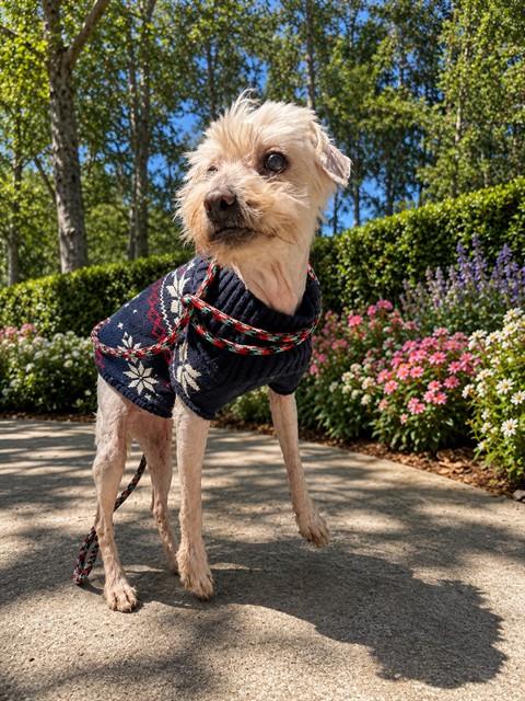 ERNIE KEEBLER, an adoptable Maltese in Santa Maria, CA