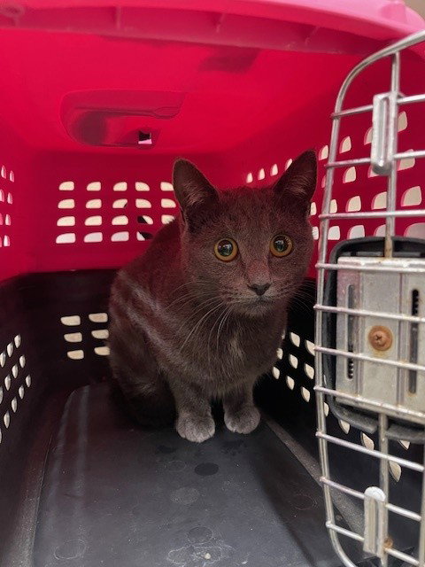 OPHELIA, an adoptable Domestic Short Hair in Santa Maria, CA