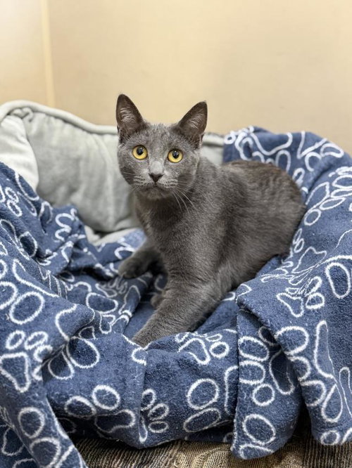 OPHELIA, Young Domestic Short Hair (medium coat), cat for adoption in Lompoc, California