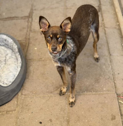 TEDDY, an adoptable Miniature Pinscher in Santa Maria, CA