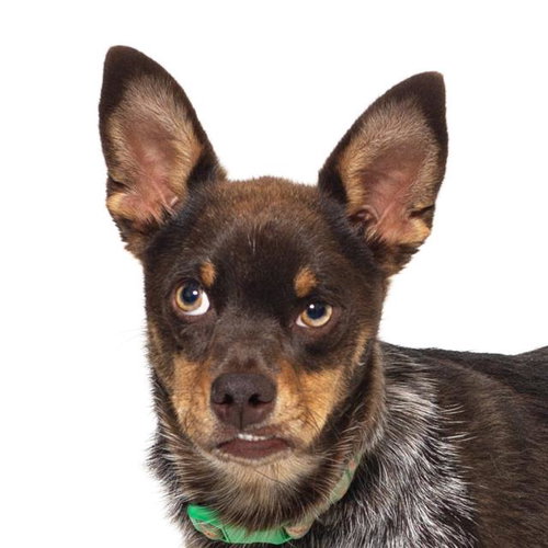 TEDDY, an adoptable Miniature Pinscher in Santa Maria, CA