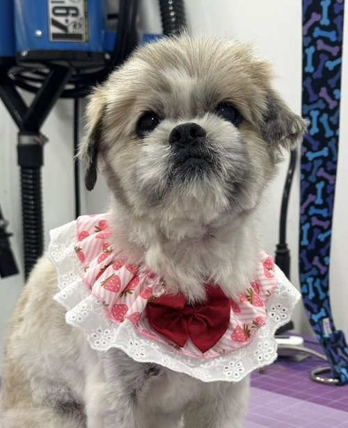 MARTHA, an adoptable Shih Tzu in Santa Maria, CA