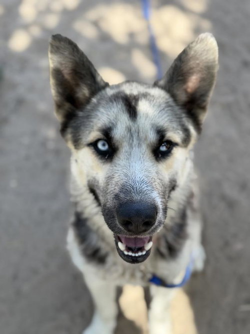 GARRETT, an adoptable German Shepherd Dog in Santa Maria, CA