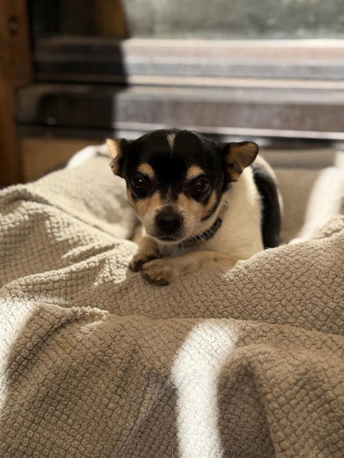 ELVIS, an adoptable Chihuahua in Santa Maria, CA