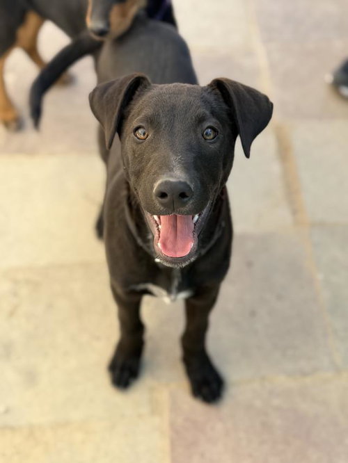 BART, an adoptable Doberman Pinscher in Santa Maria, CA