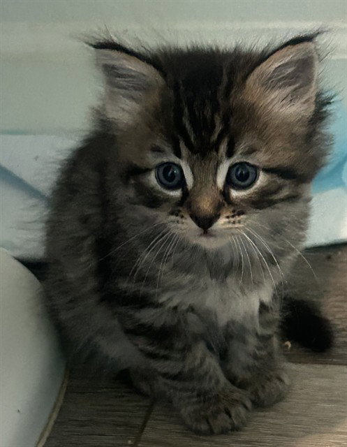 BOCA, an adoptable Domestic Short Hair in Santa Maria, CA