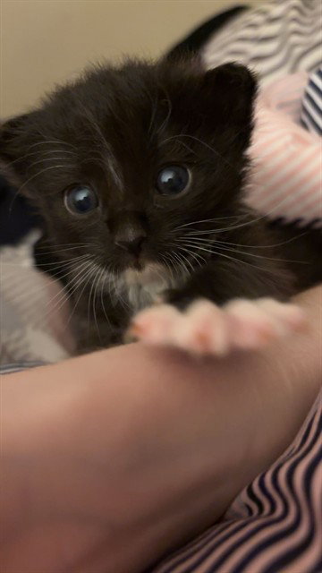 CHUNGUS, an adoptable Domestic Short Hair in Santa Maria, CA