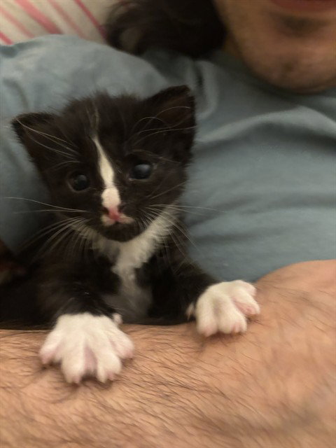 FLOWER, an adoptable Domestic Short Hair in Santa Maria, CA