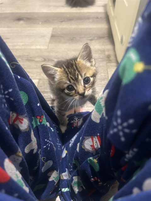 BITSY, an adoptable Domestic Short Hair in Santa Maria, CA