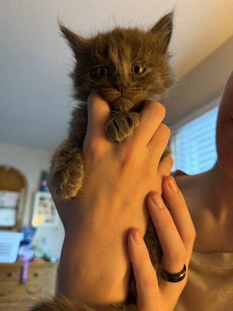 STORM, an adoptable Domestic Short Hair in Santa Maria, CA