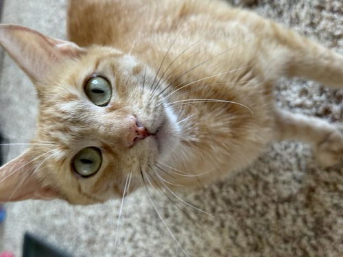 POPPY, an adoptable Domestic Short Hair in Santa Maria, CA