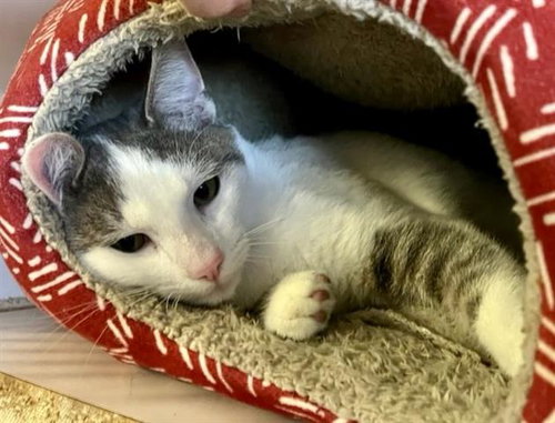 DELAWARE, an adoptable Domestic Short Hair in Santa Maria, CA