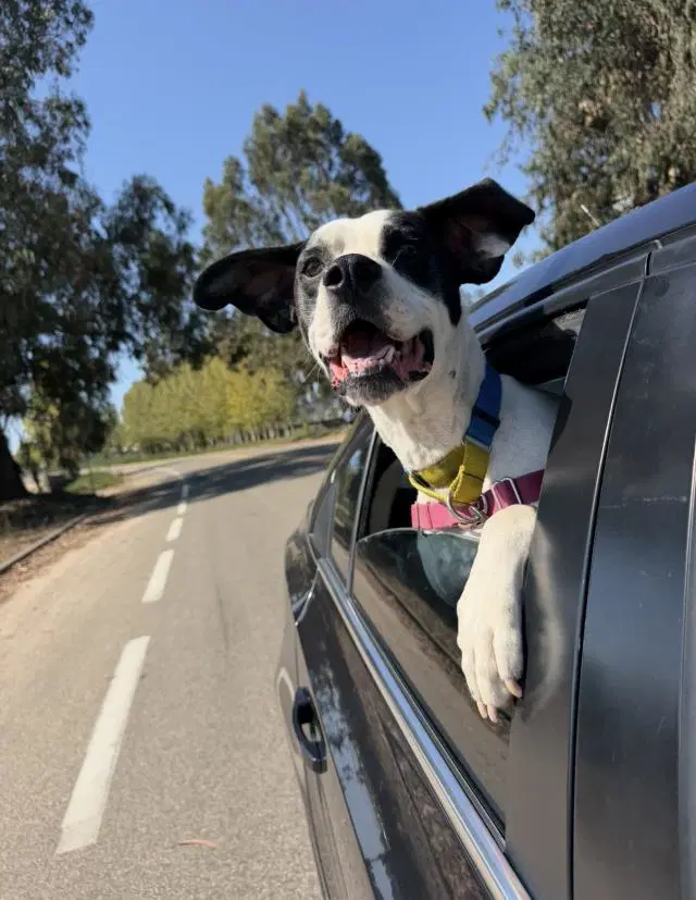 Thor - Boxer/Pointer