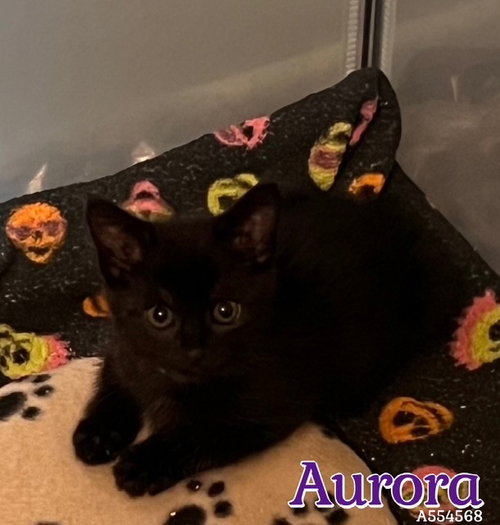 AURORA
