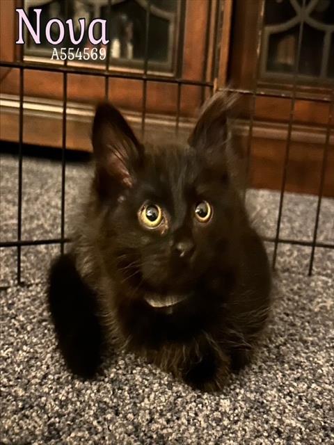 NOVA