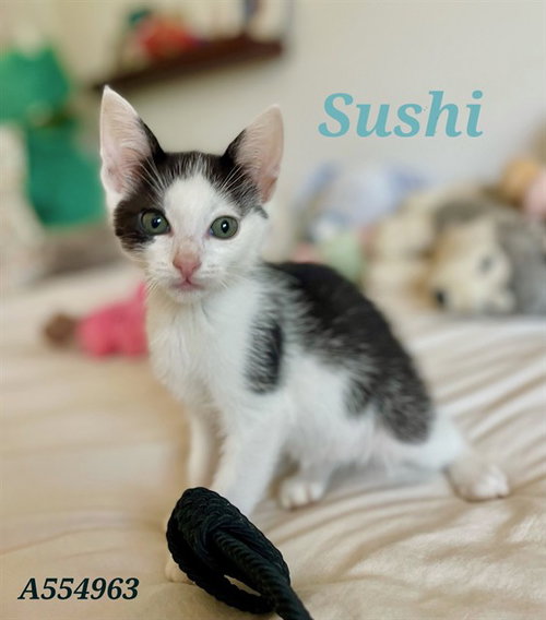 SUSHI