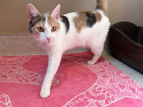 SASSY, Young Domestic Short Hair (medium coat), cat for adoption in Lompoc, California