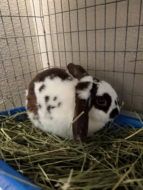OREO