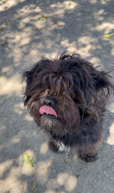 FREEDOM, an adoptable Shih Tzu in Santa Maria, CA