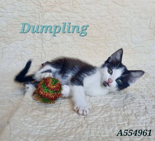 DUMPLING