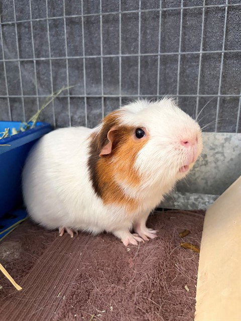 OLIVER