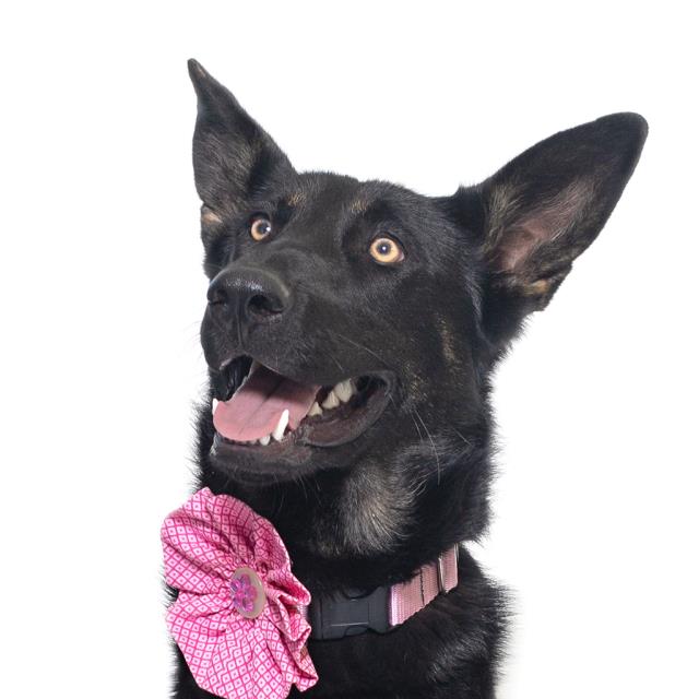 BINDI