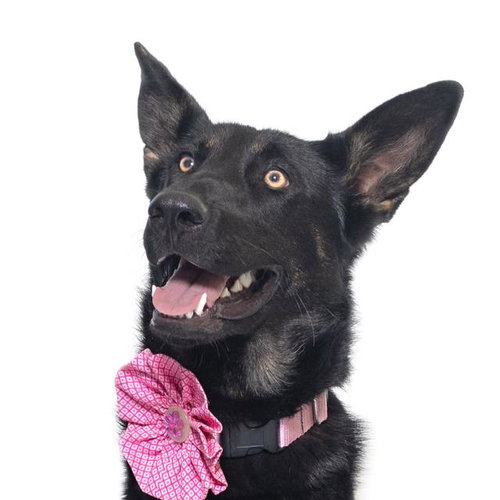BINDI