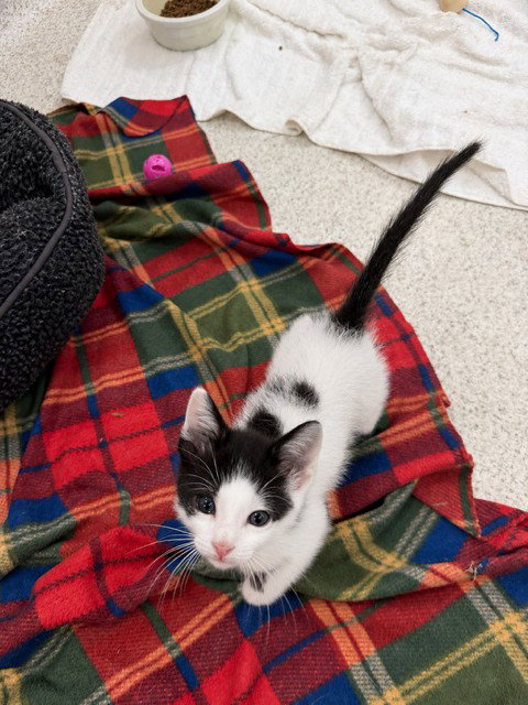 CHOMPER, an adoptable Domestic Short Hair in Santa Maria, CA