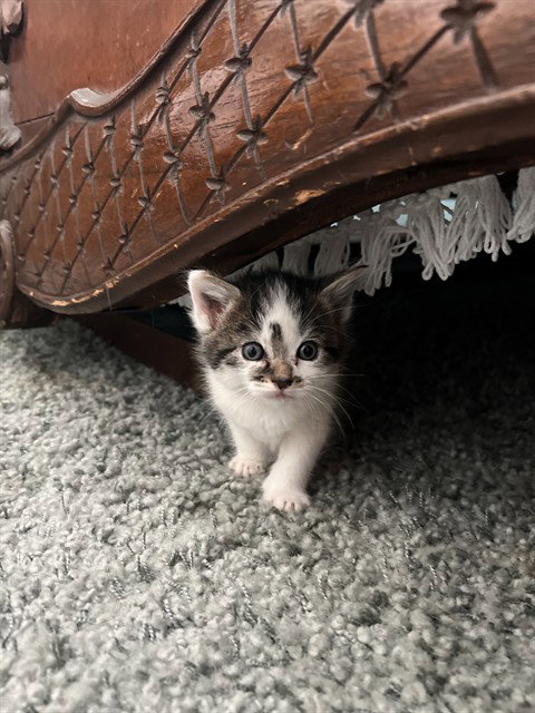 ELSA