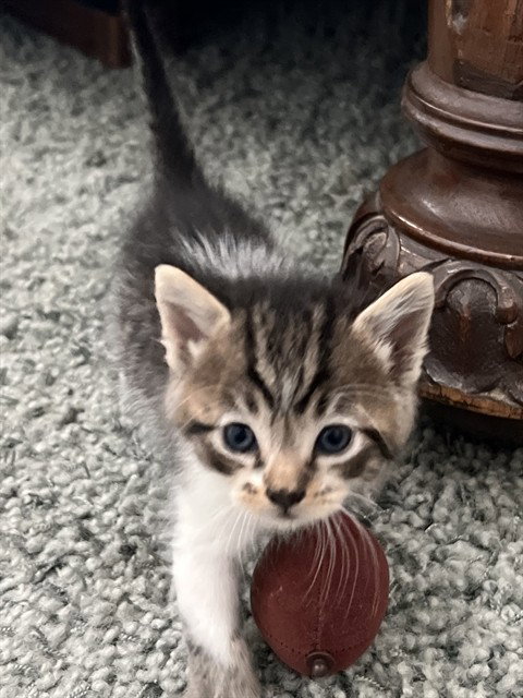 DUKE